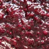 Composta di frutti di bosco interi, con il 70% di frutta